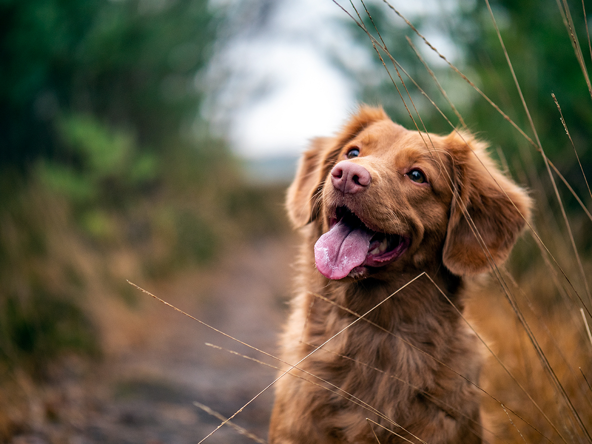 A Nova Scotia Duck Tolling Retriever smiling.