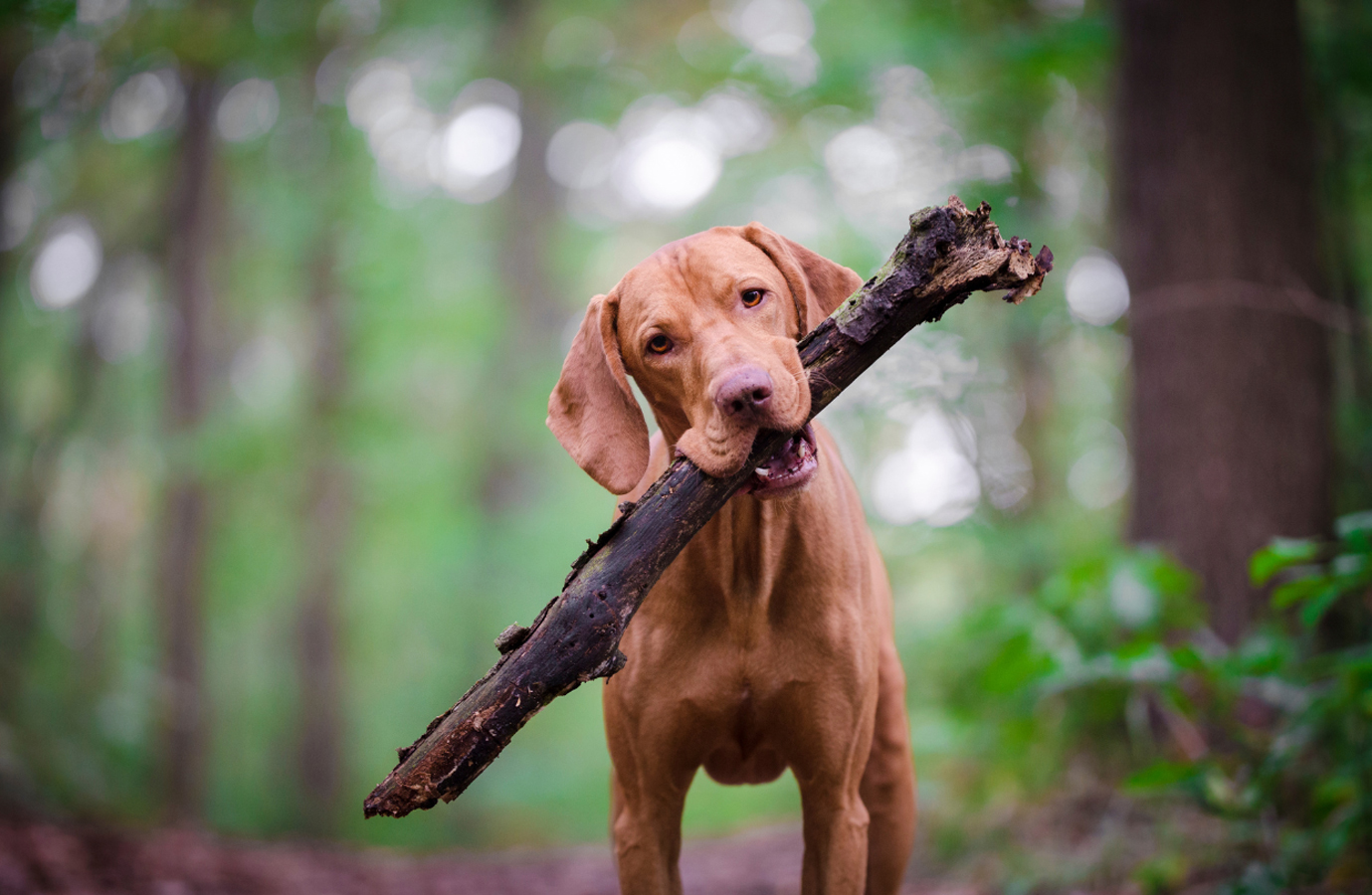 Pet and Family Photography in Coquitlam